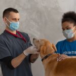 Dog Gum Disease: A Scientific Guide to Causes, Prevention, and Complete Oral Care